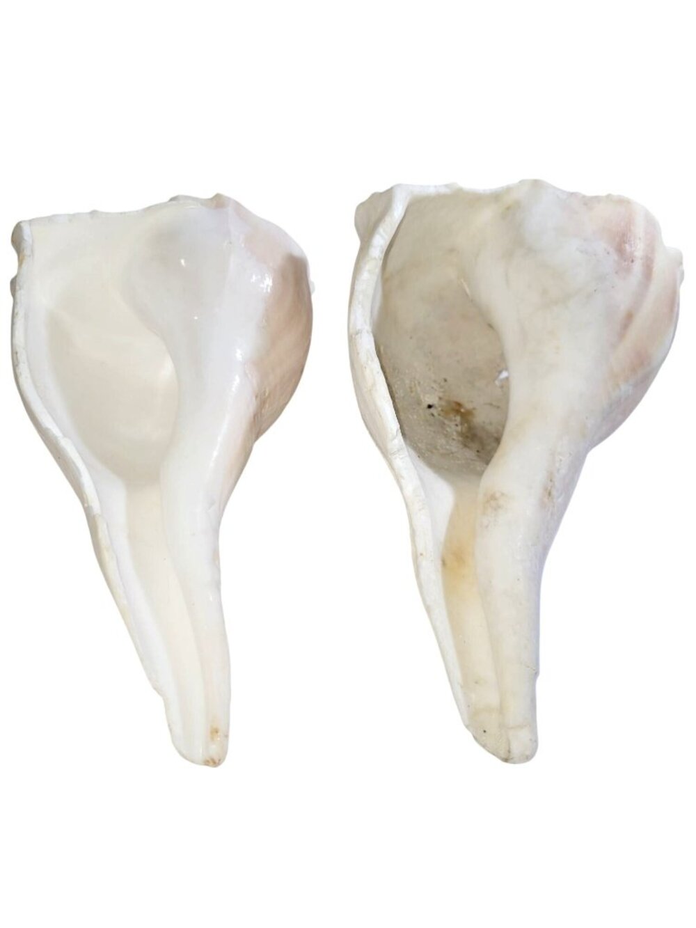 Pair of Vintage Conch Shells Beach House Decor 7.5" or Crafters Seashells - Picture 2 of 14